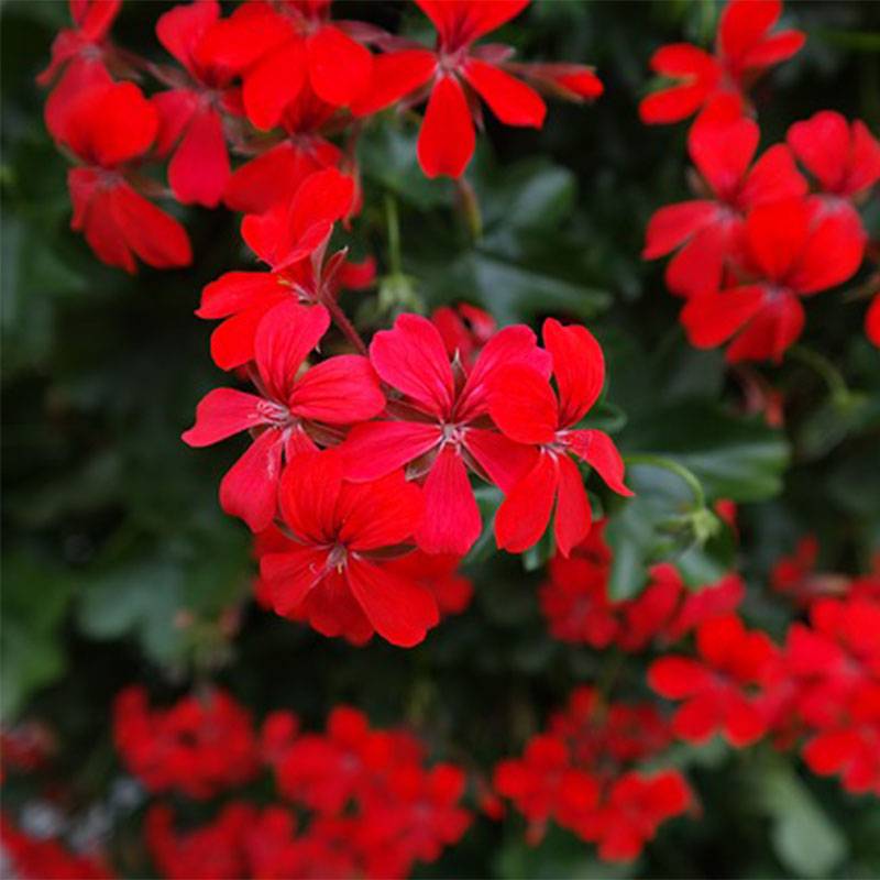 Géranium-lierre Roi des Balcons rouge Imperial Mini-motte Ø 1,5/2,5 cm, Plant vert de 5 à 10 cm de hauteur (par 5)