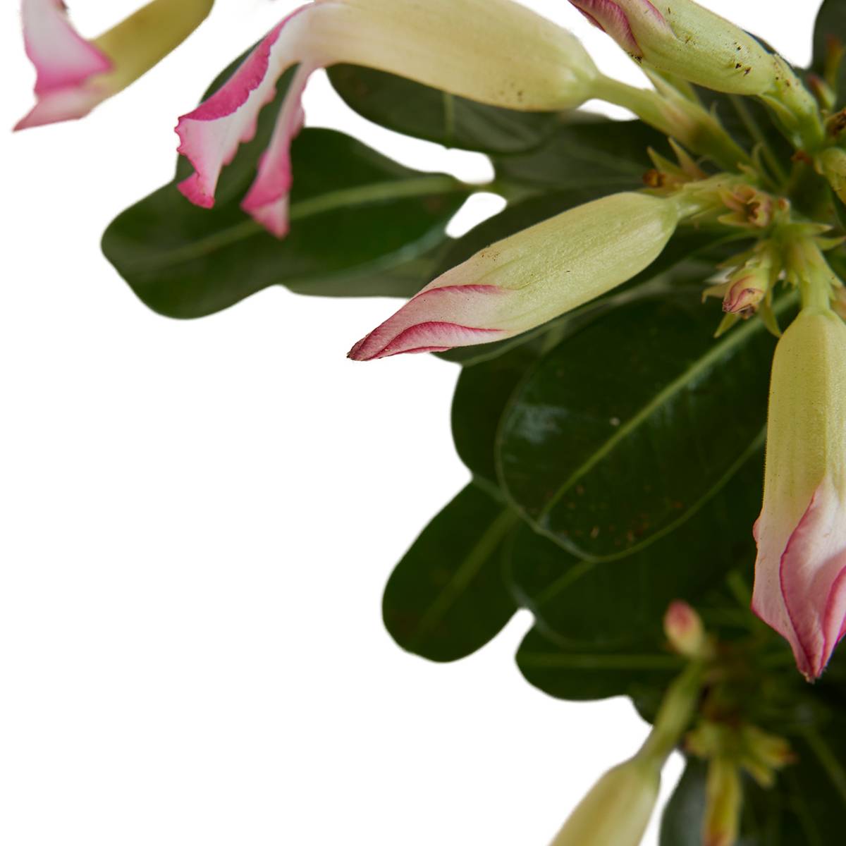 Adenium Obesum - Rose du Désert - Floraison - Plantes d'intérieur - P. 13cm - H. 25-35 cm - Image 4