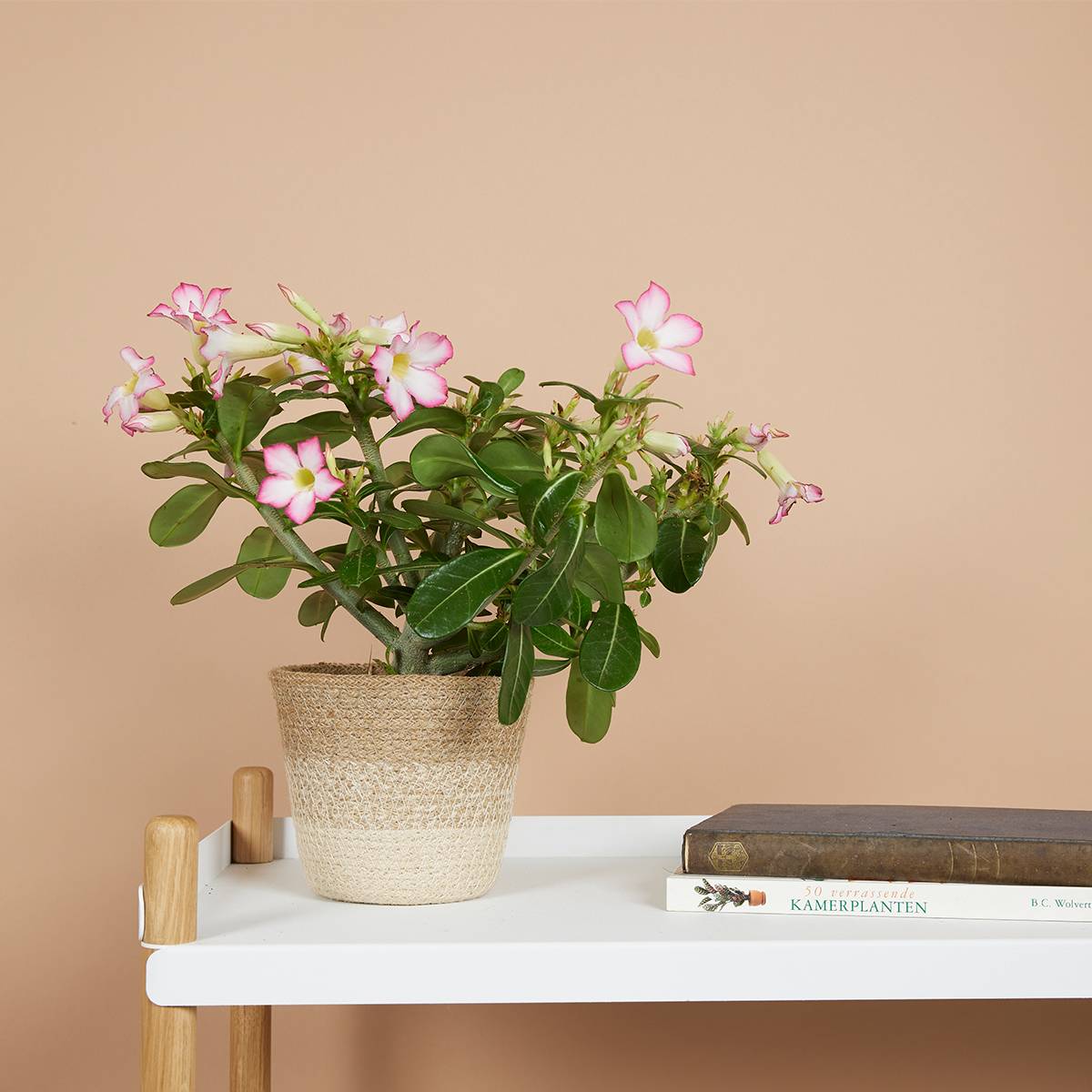 Adenium Obesum - Rose du Désert - Floraison - Plantes d'intérieur - P. 13cm - H. 25-35 cm - Image 2