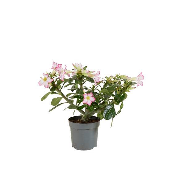 Adenium Obesum - Rose du Désert - Floraison - Plantes d'intérieur - P. 13cm - H. 25-35 cm - Image 1