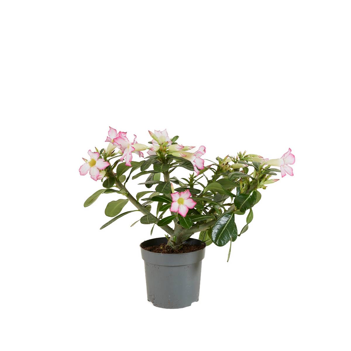 Adenium Obesum - Rose du Désert - Floraison - Plantes d'intérieur - P. 13cm - H. 25-35 cm - Image 1
