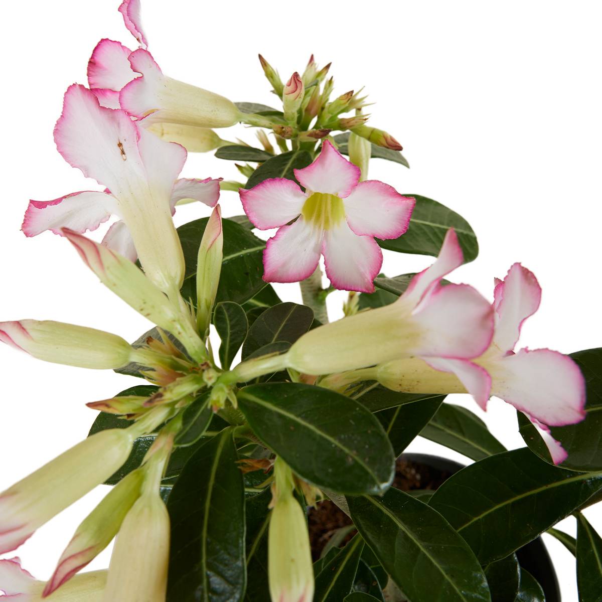Adenium Obesum - Rose du Désert - Floraison - Plantes d'intérieur - P. 13cm - H. 25-35 cm - Image 5