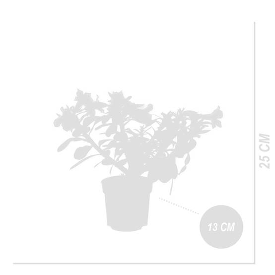 Adenium Obesum - Rose du Désert - Floraison - Plantes d'intérieur - P. 13cm - H. 25-35 cm - Image 6