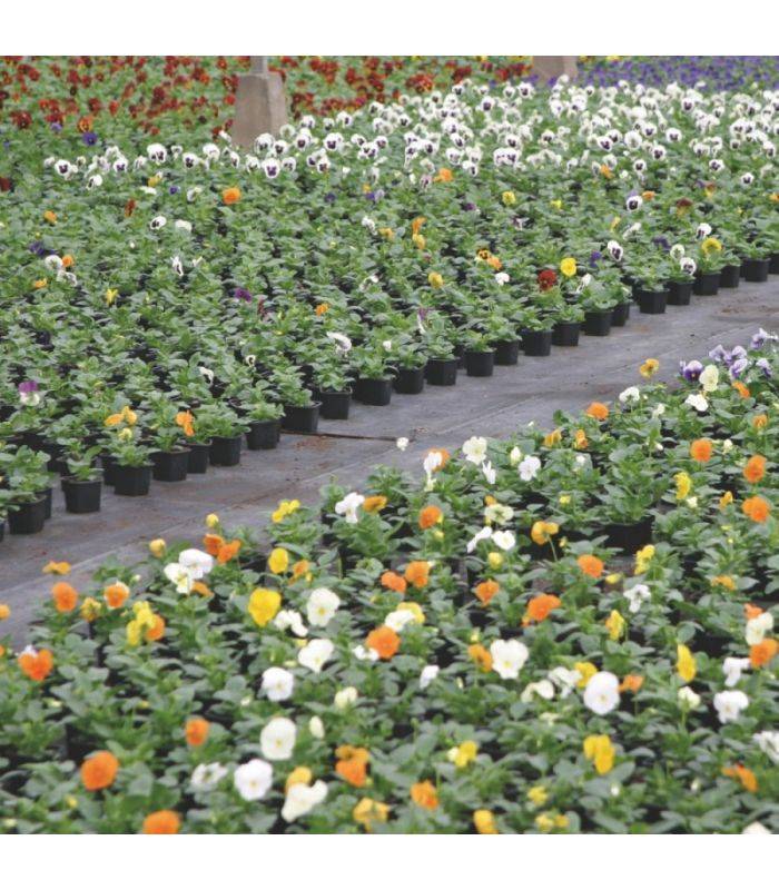 Terreau pour plantes vertes et fleurs Flori Horticole 70L, structure fine - Florivert NEG01644 - Image 2