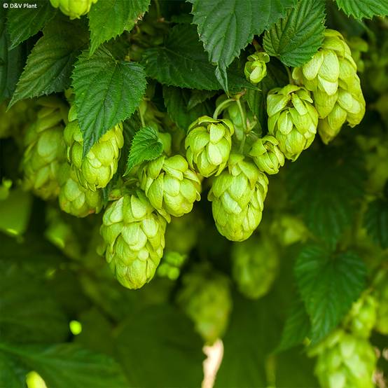 Houblon HOPS (Humulus) - Véritable houblon de brassage Pot de 1,5L/2L