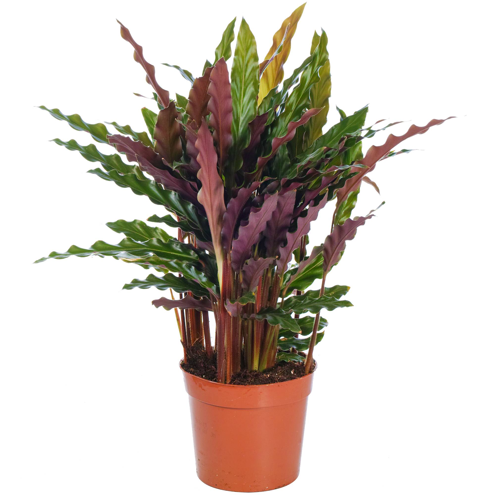 Gardenersdream - 1 X Calathea Elger Grass Plante D'Intérieur Purificatrice D'Air 30-40Cm En Pot - GardenersDream - Imagen 2