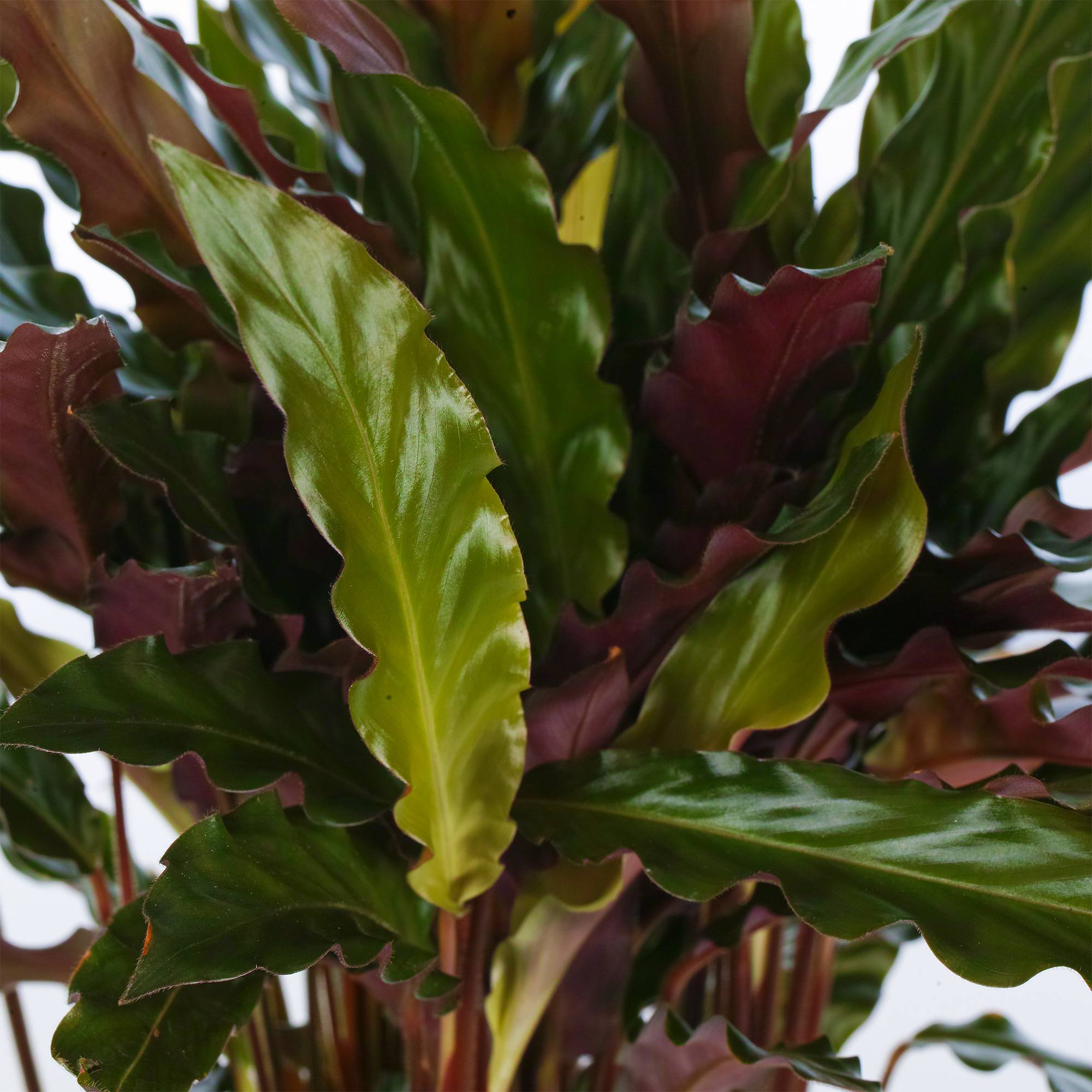 Gardenersdream - 1 X Calathea Elger Grass Plante D'Intérieur Purificatrice D'Air 30-40Cm En Pot - GardenersDream - Imagen 3