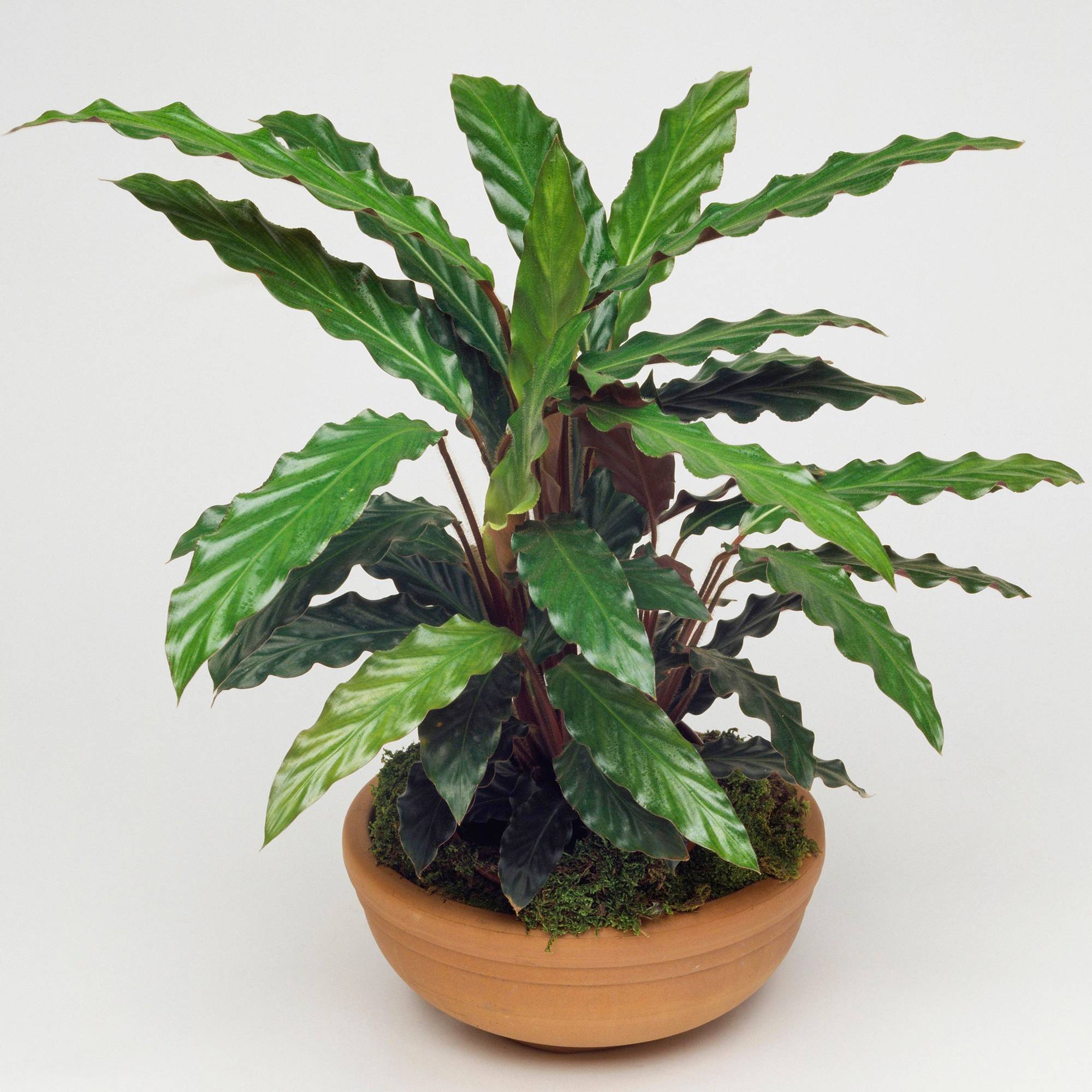 Gardenersdream - 1 X Calathea Elger Grass Plante D'Intérieur Purificatrice D'Air 30-40Cm En Pot - GardenersDream - Imagen 1