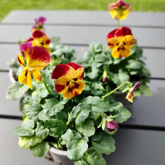 Graines de Viola cornuta Laeta Fire le sachet de 30 graines environ