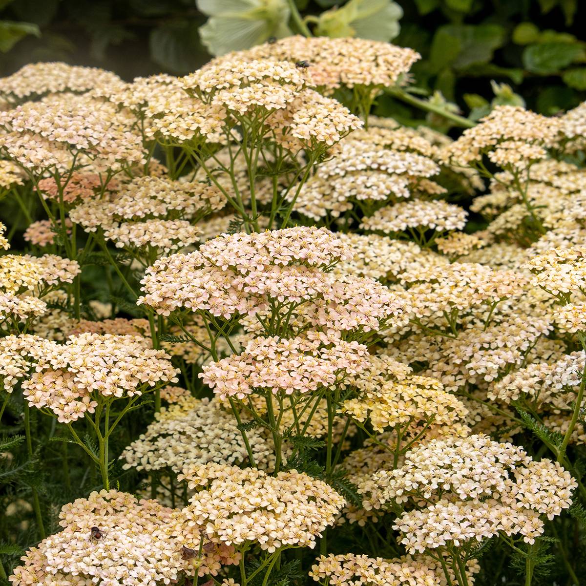 Achillée millefeuille Lachsschönheit Godet de 8/9 cm