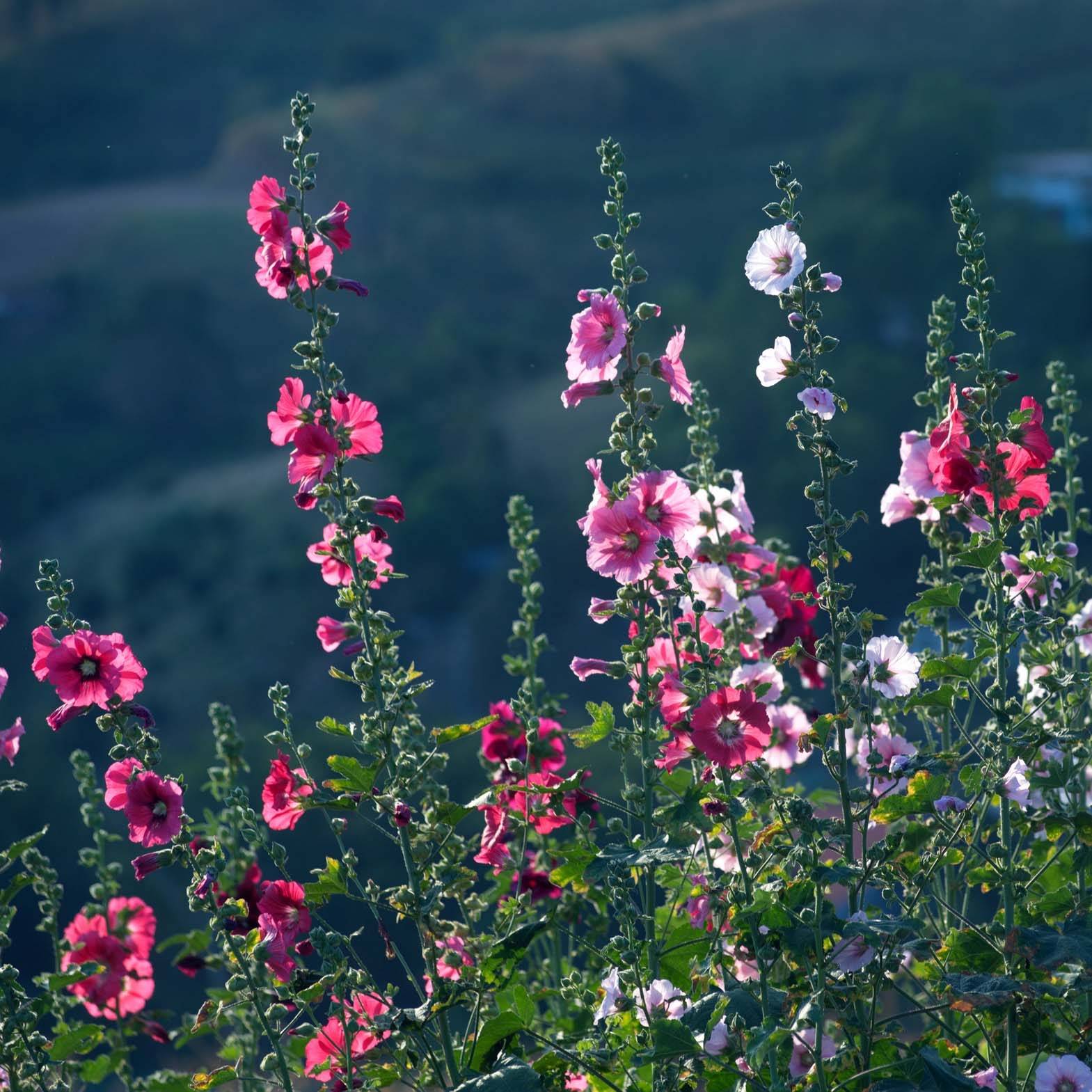 Promesse de Fleurs - Alcea rosea Simplex - Rose Trémière en mélange Godet de 7/8 cm