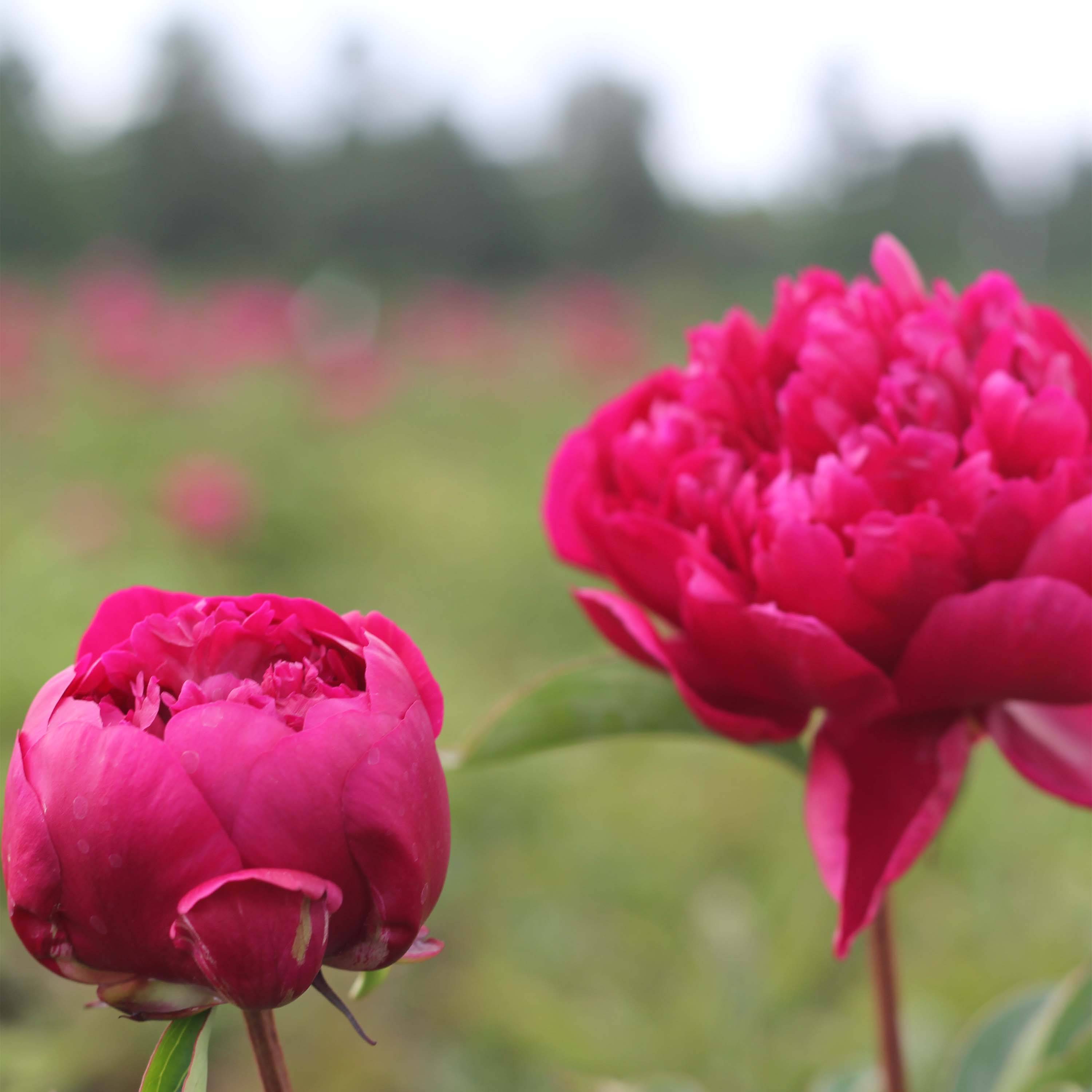 Pivoine lactiflora Adolphe Rousseau Pot de 3L/4L