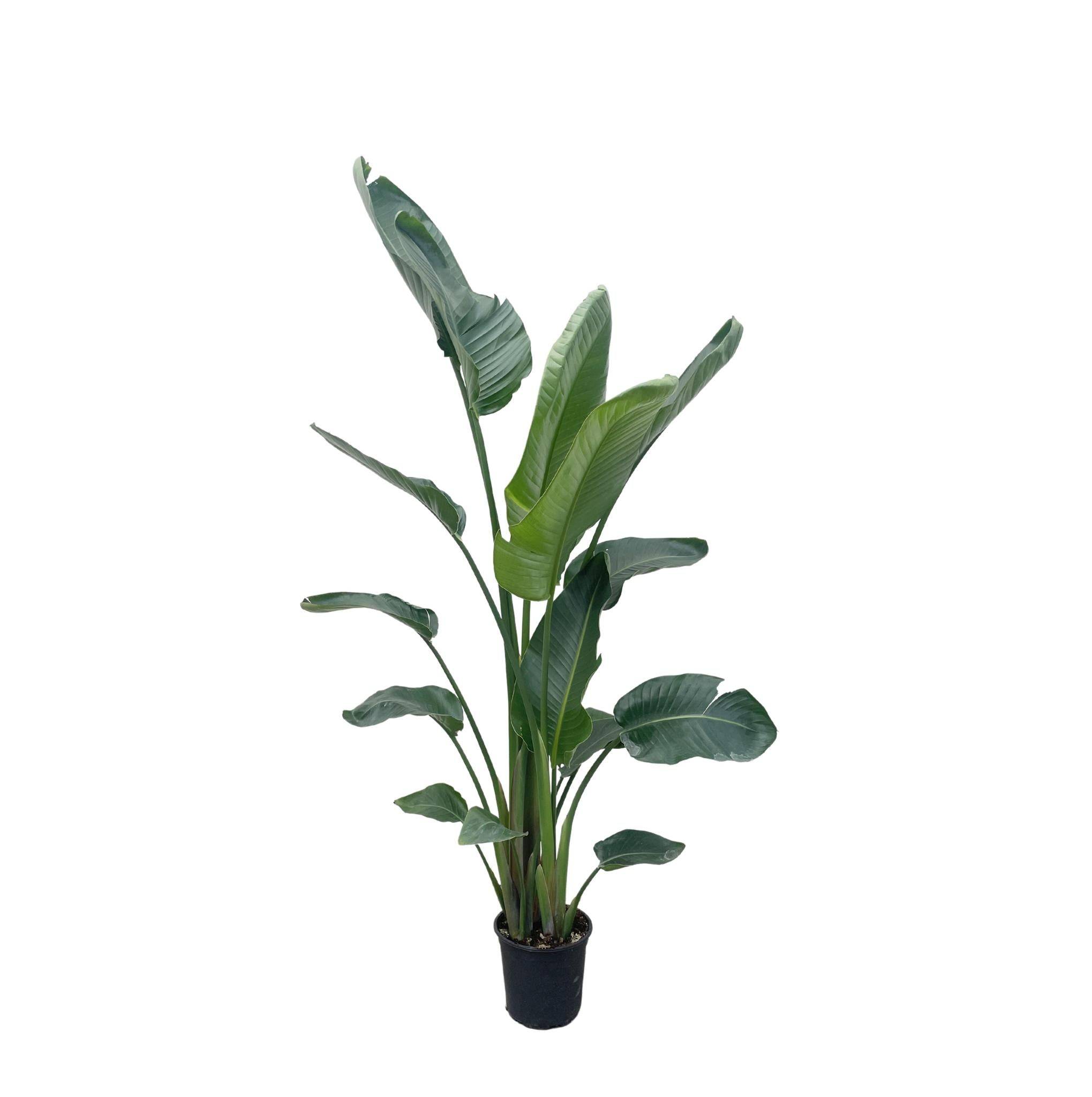 La Green Touch - Strelitzia Nicolai Xxl - D34 H225cm - Image 1