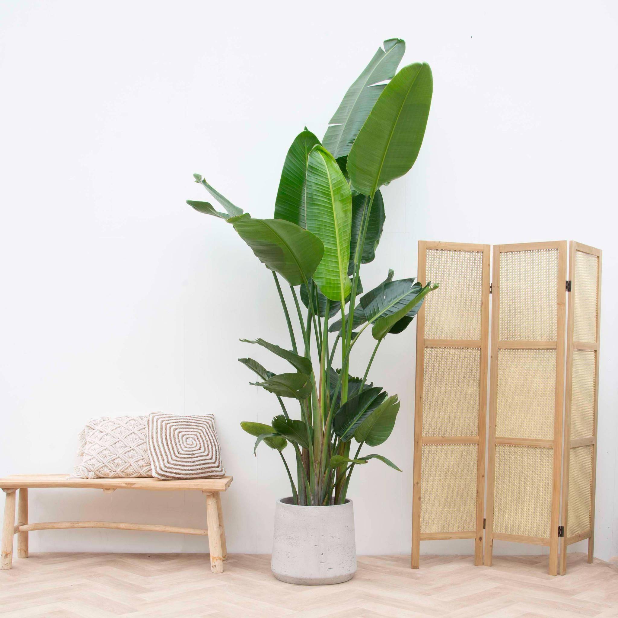 La Green Touch - Strelitzia Nicolai Xxl - D34 H225cm - Image 3