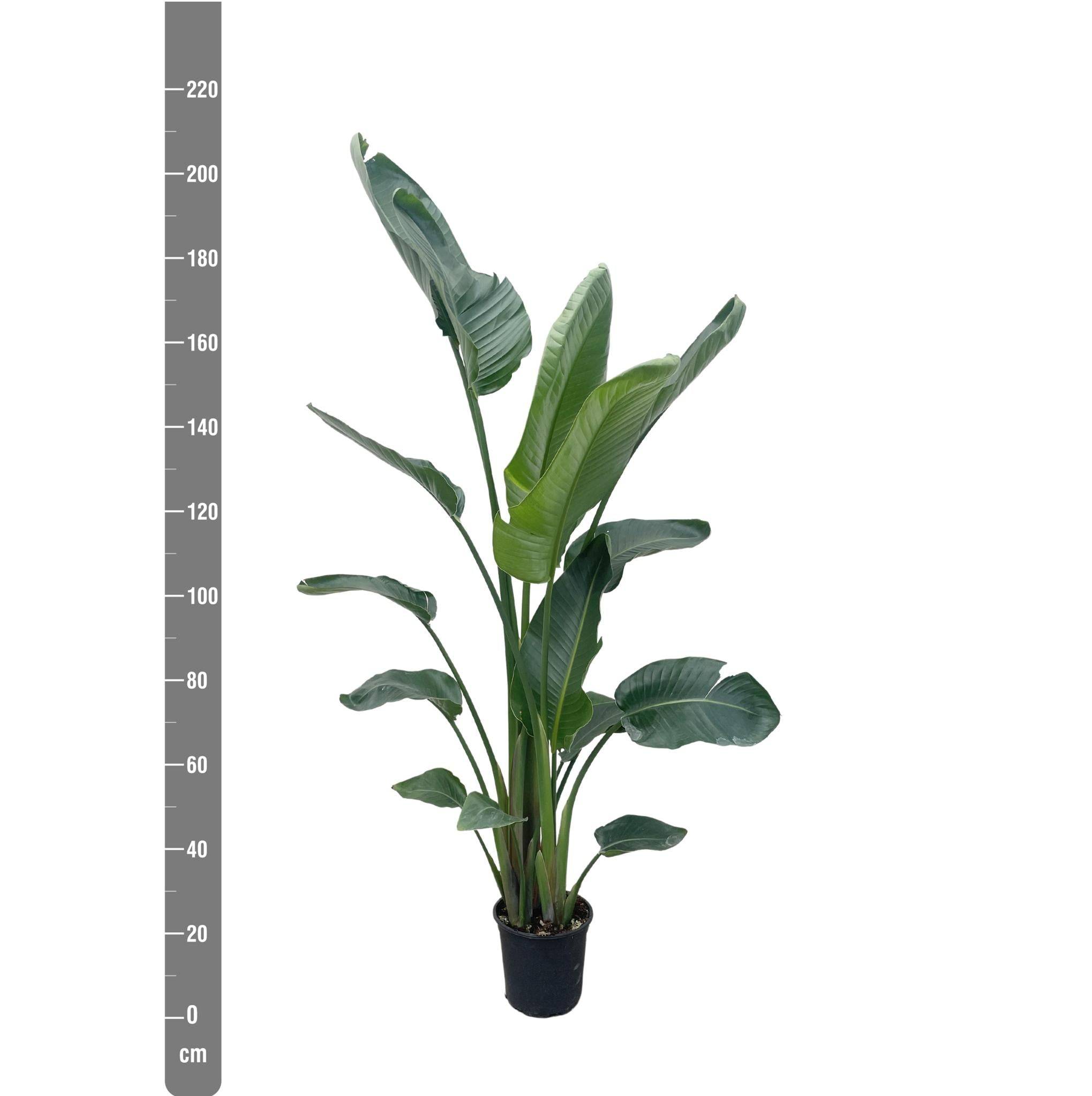 La Green Touch - Strelitzia Nicolai Xxl - D34 H225cm - Image 2
