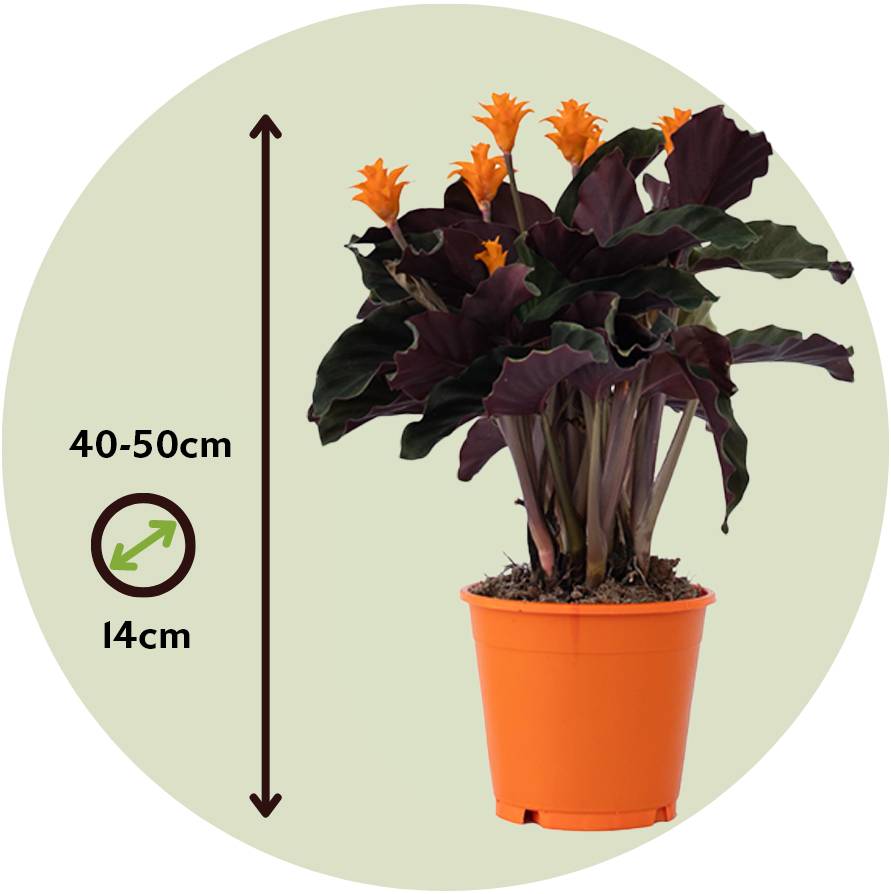 Calathée - Set de 2 - Calathea crocata 'Tassmania' - Hauteur 40-50cm - ⌀14cm - Image 4