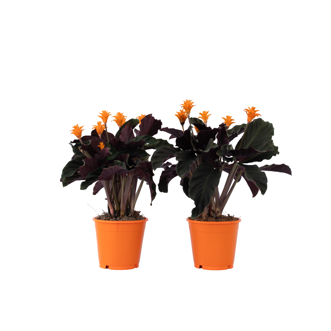 Calathée - Set de 2 - Calathea crocata 'Tassmania' - Hauteur 40-50cm - ⌀14cm - Image 1