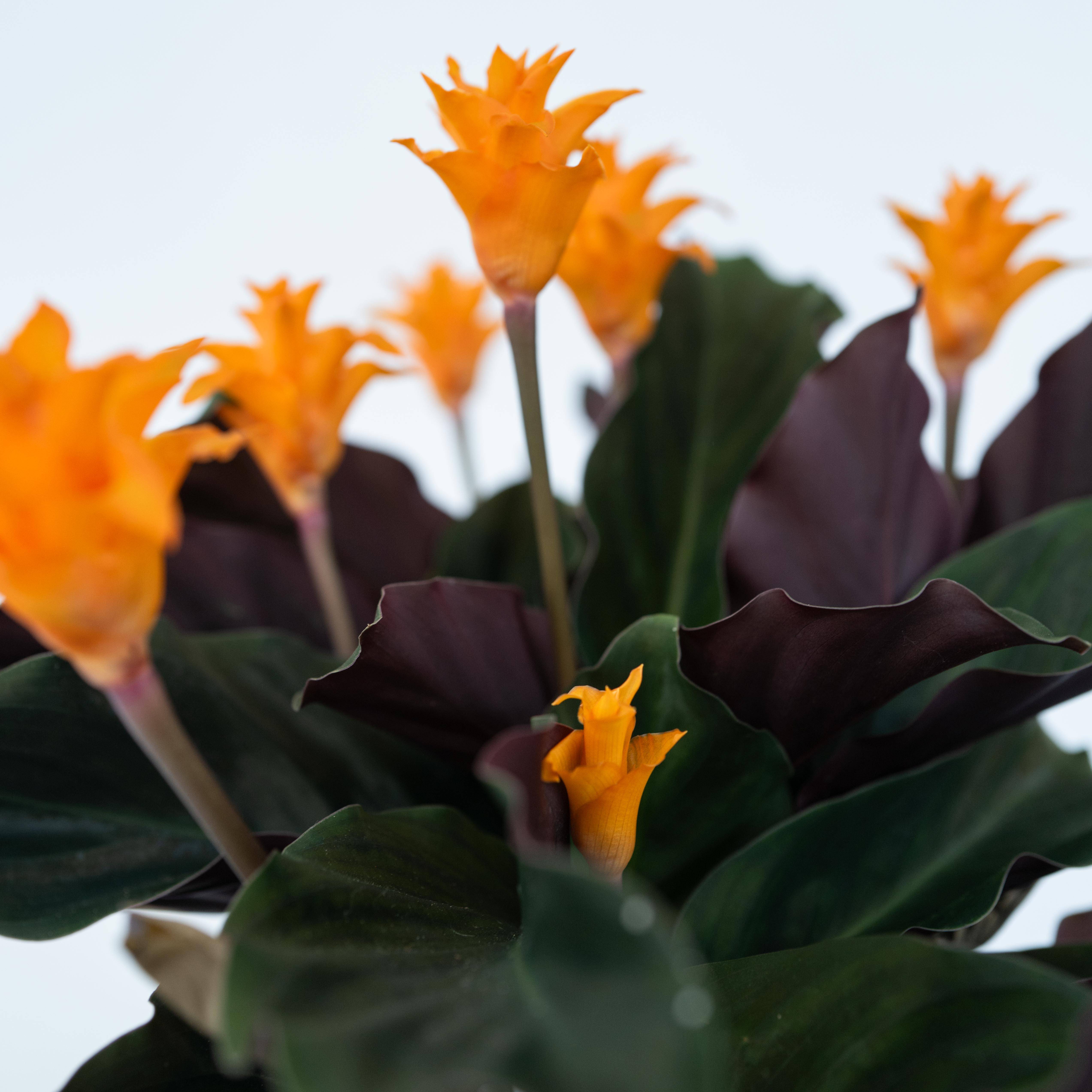 Calathée - Set de 2 - Calathea crocata 'Tassmania' - Hauteur 40-50cm - ⌀14cm - Image 3