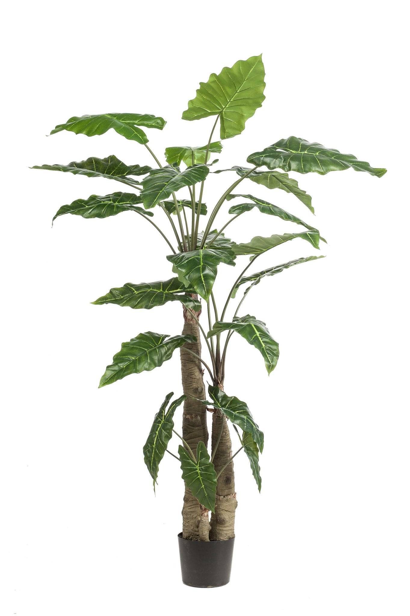 La Green Touch - Alocasia plante artificielle - h180cm, Ø15cm- La Green Touch - Imagen 3