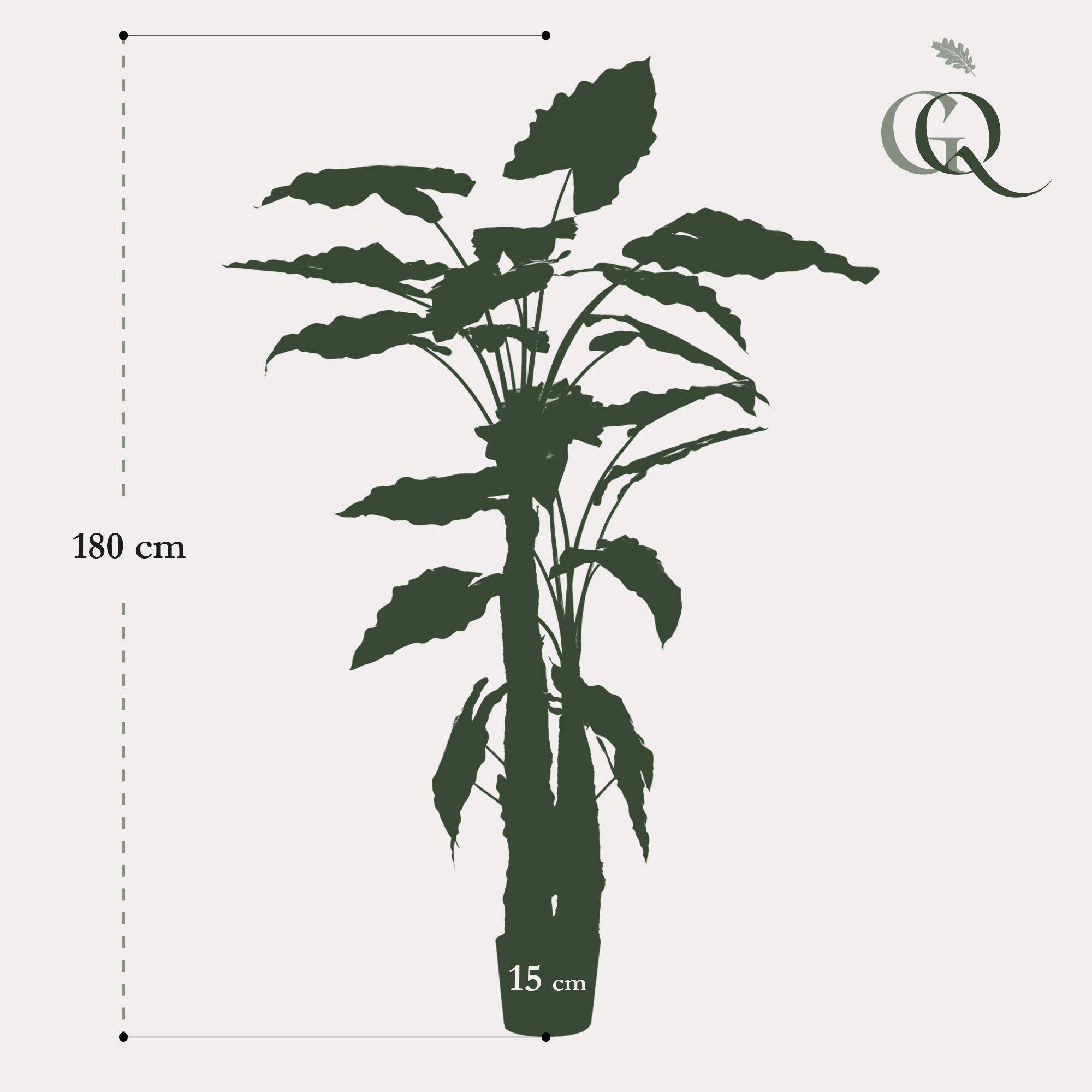 La Green Touch - Alocasia plante artificielle - h180cm, Ø15cm- La Green Touch - Imagen 5