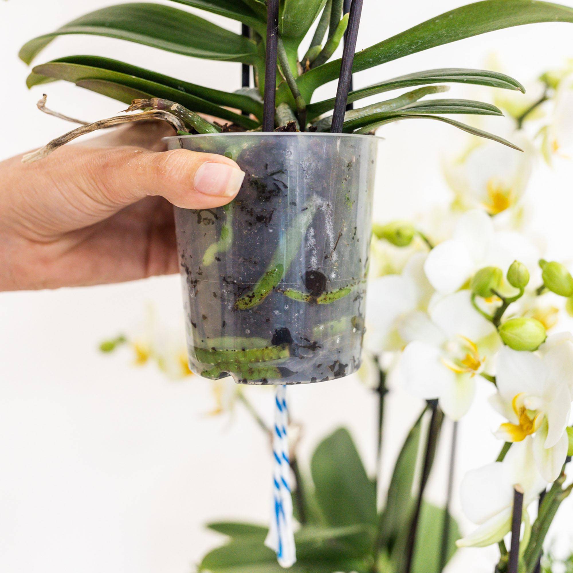 La Green Touch - Panier d'orchidées et Rhipsalis avec réservoir d'eau intégré.- La Green Touch - Imagen 3
