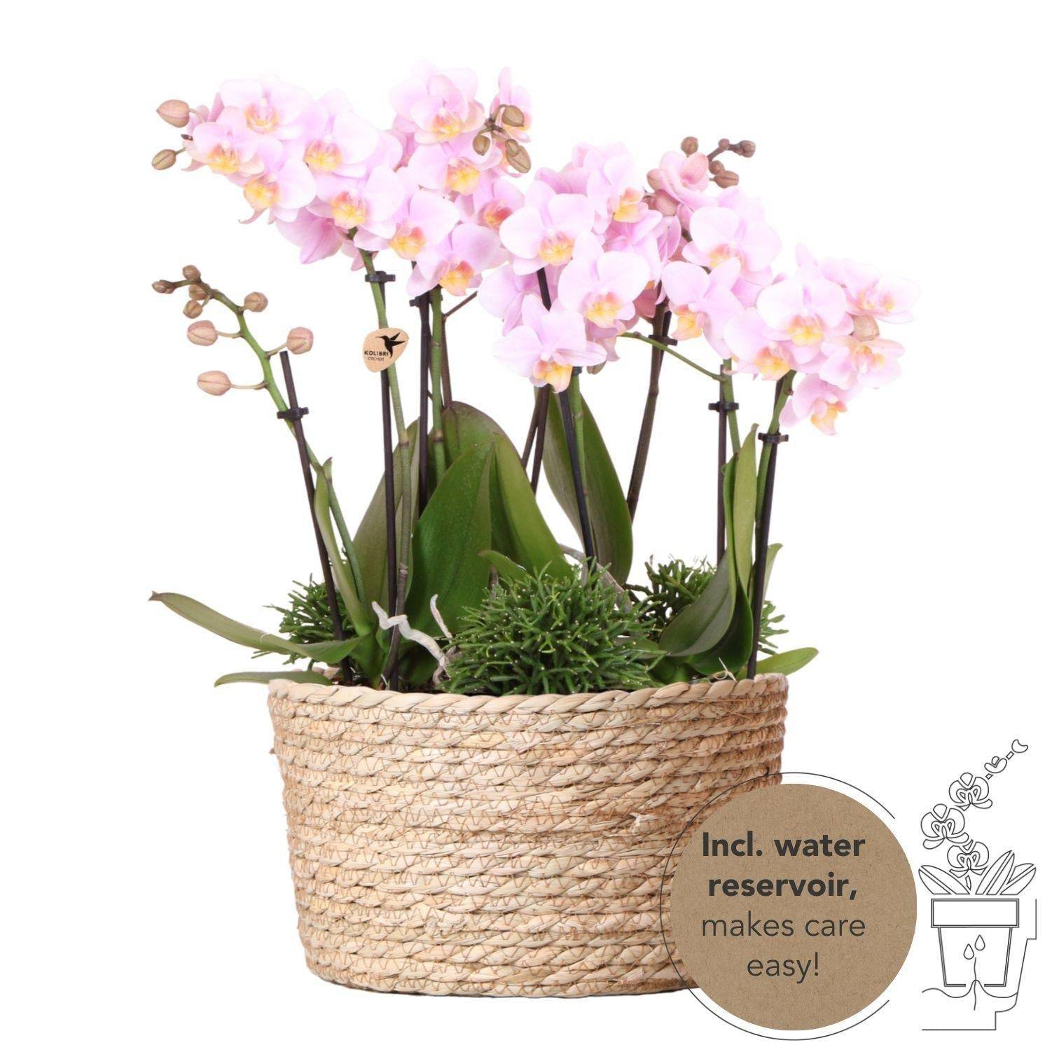 La Green Touch - Panier d'orchidées et Rhipsalis avec réservoir d'eau intégré.- La Green Touch - Imagen 1