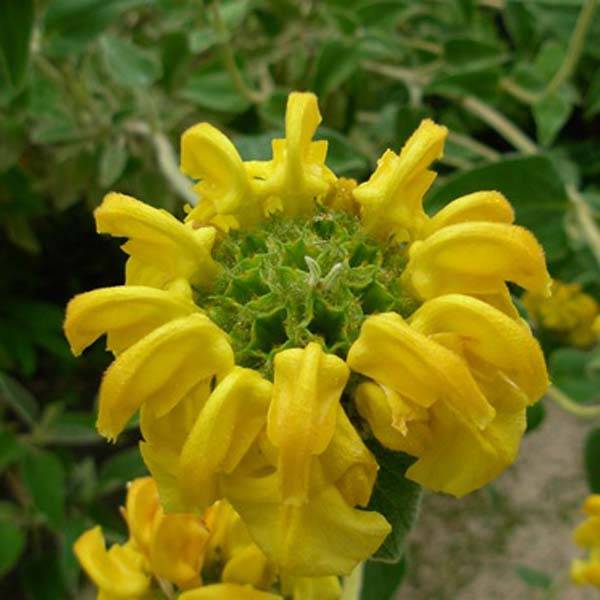 Phlomis fruticosa - Sauge de Jérusalem Godet de 8/9 cm - Image 1