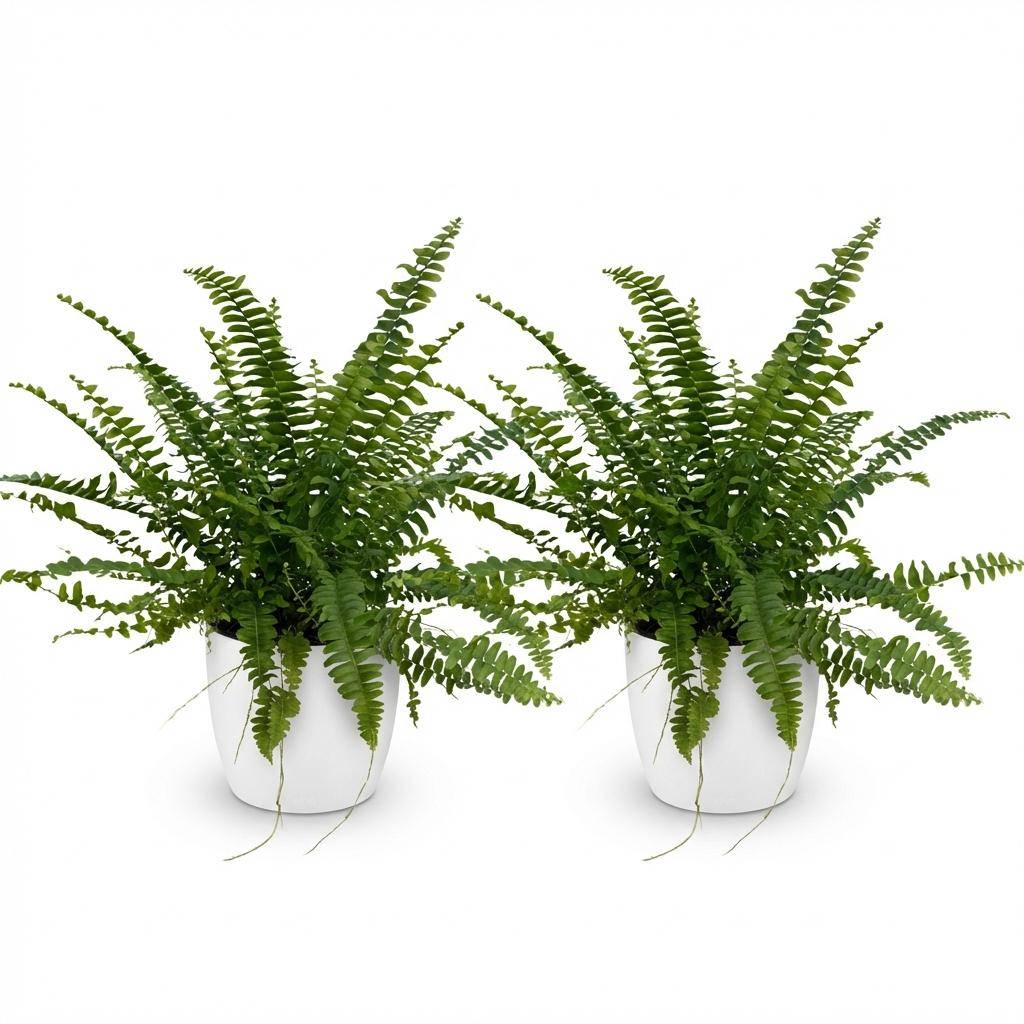 La Green Touch - Nephrolepsis Exaltata Vert Lady - H30cm - Image 4
