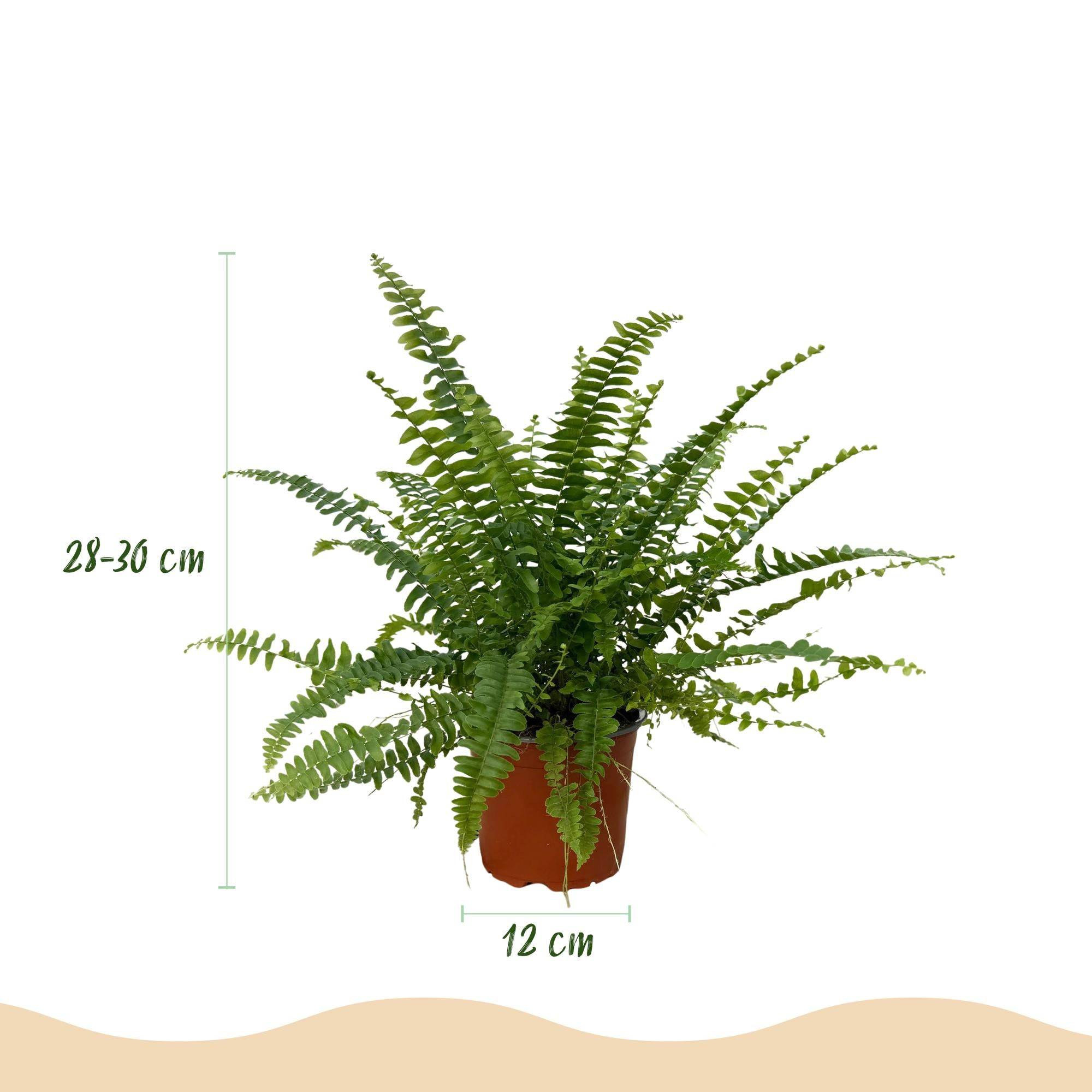 La Green Touch - Nephrolepsis Exaltata Vert Lady - H30cm - Image 3