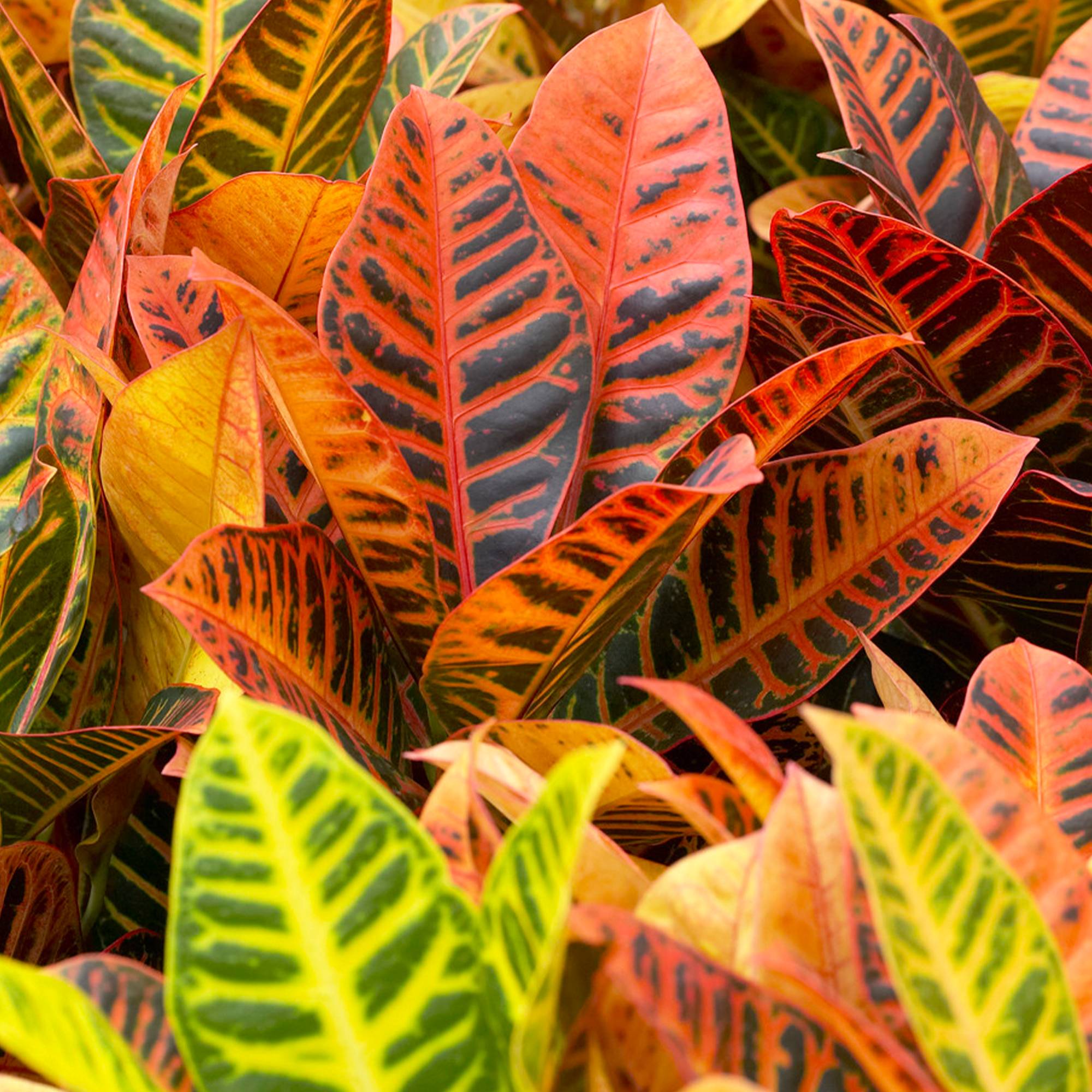 Gardenersdream - Croton Plante D'Intérieur Ornemental Aux Couleurs Vives Bureau- Codiaeum Petra - Pot De 13 Cm - GardenersDream