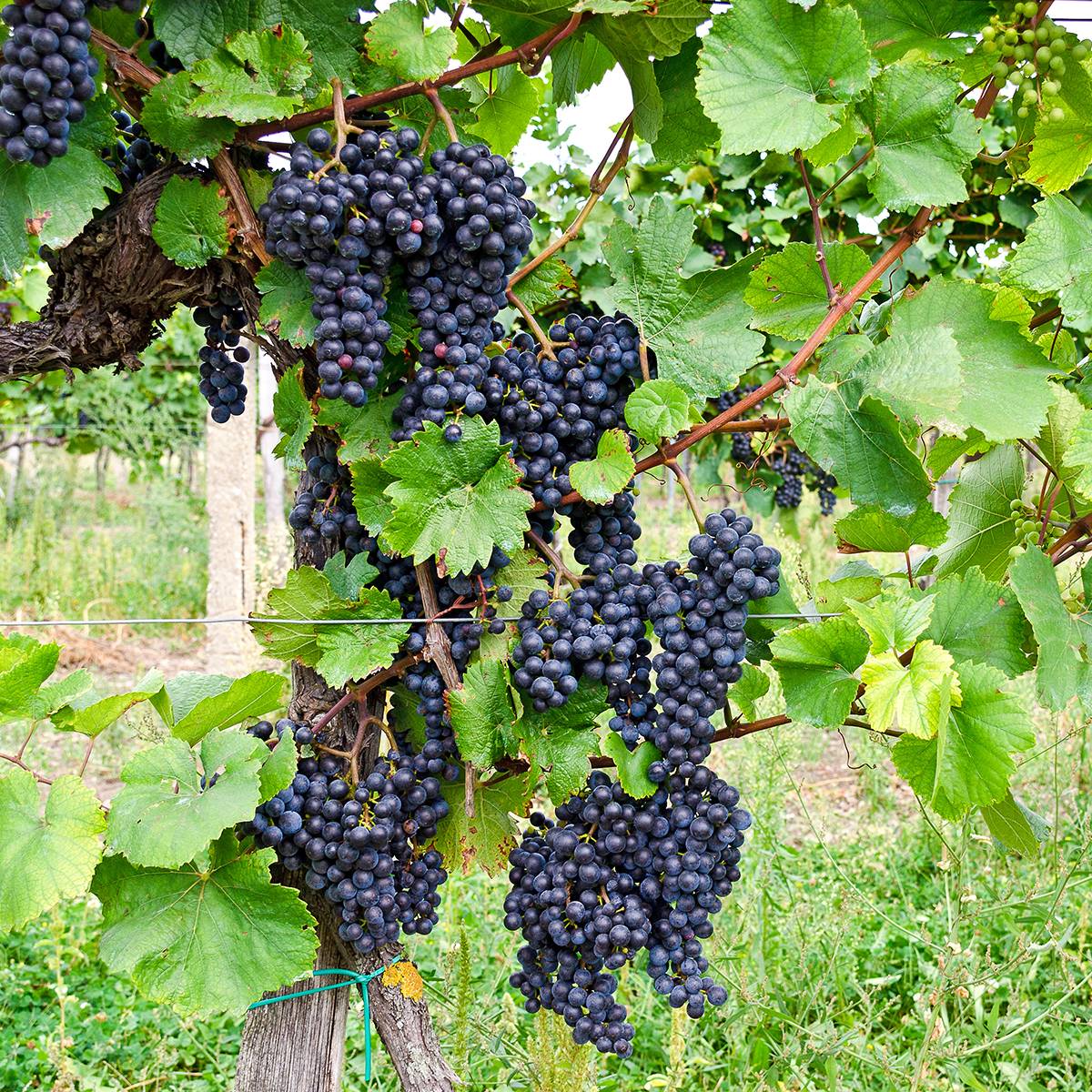 Promesse de Fleurs - Vigne Croatina - Vitis vinifera Pot de 1,5L/2L
