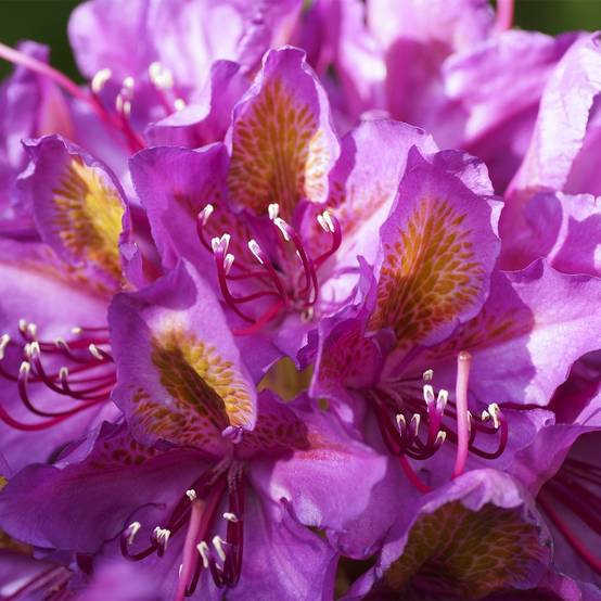 Rhododendron Red Eye Pot de 4L/5L