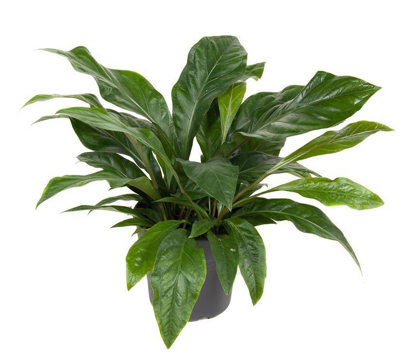 La Green Touch - Anthurium 'Jungle Bush' 70cm - Plante d'intérieur- La Green Touch