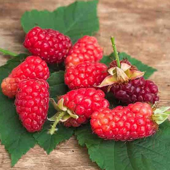 Mûre-framboise Bounty Berry 'YANTAY', Tayberry à fleurs Rose - feuillage Caduc - Godet - 5/20 cm- hauteur à maturité De 2,50 m à 3,00 m - Image 6