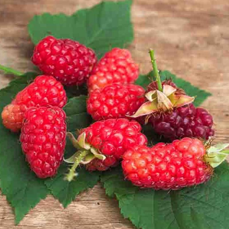 Mûre-framboise Bounty Berry 'YANTAY', Tayberry à fleurs Rose - feuillage Caduc - Godet - 5/20 cm-  hauteur à maturité De 2,50 m à 3,00 m - Image 6