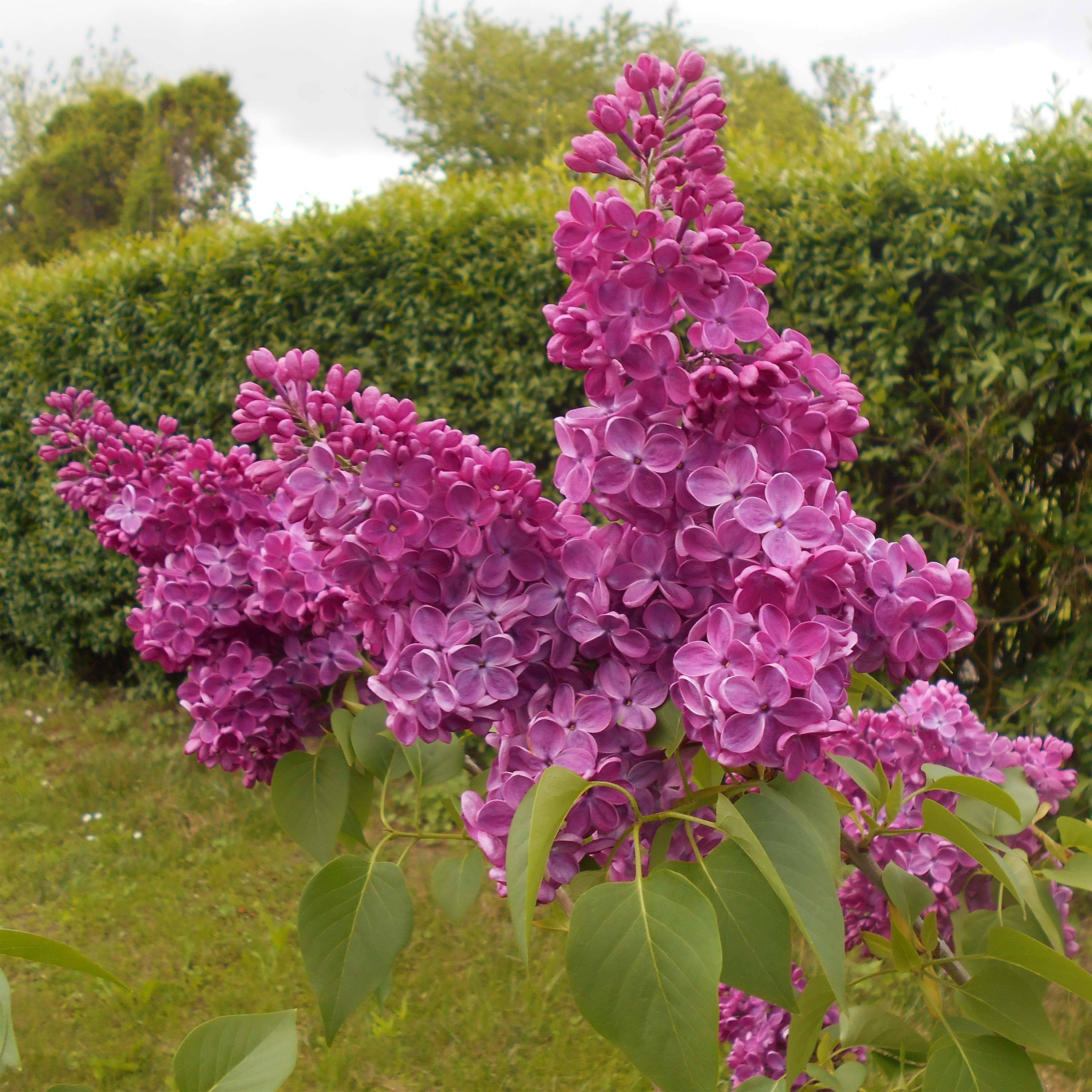 Promesse de Fleurs - Lilas commun - Syringa vulgaris Znamya Lenina Pot de 4L/5L