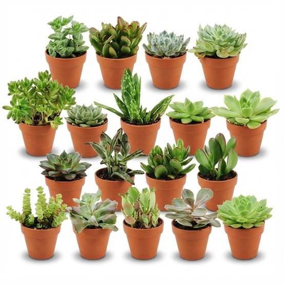 Lot de 18 Mini Succulentes avec cache-pot en Terre cuite - Mix surprise - Pot de 8cm - Hauteur 5-10cm - Plantes d'intérieur - Image 1