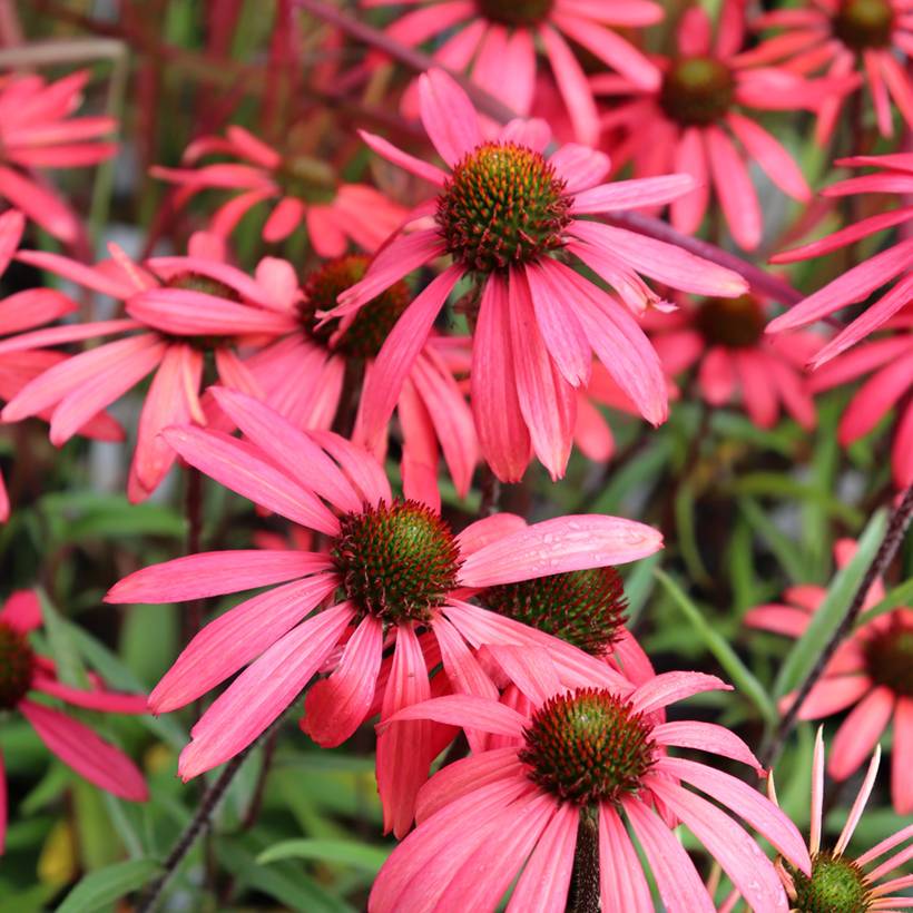 Promesse de Fleurs - Echinacea SunSeekers Orange - Echinacée Godet de 8/9 cm