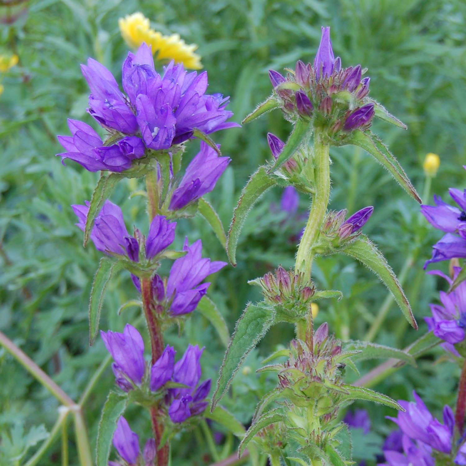 Promesse de Fleurs - Campanule à bouquets - Campanula glomerata Superba Godet de 8/9 cm