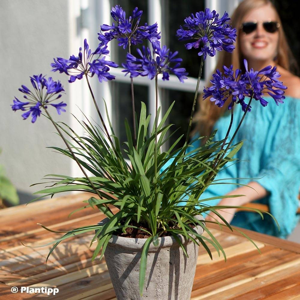 Promesse de Fleurs - Agapanthe Brilliant Blue Pot de 2L/3L