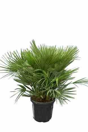 0 - Chamaerops humilis var. volcano (Palmier doum vulcano)  Pot de 40 litres -100/120 cm