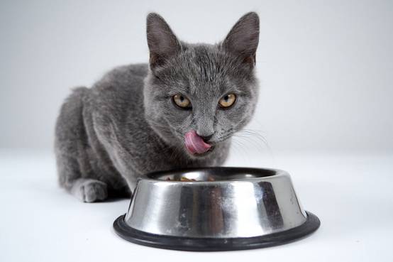 Eukanuba - Eukanuba - Croquettes Sans Céréales au Saumon pour Chaton - Image 2