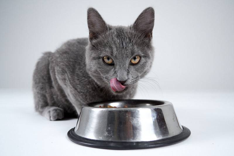 Eukanuba - Eukanuba - Croquettes Sans Céréales au Saumon pour Chaton - Image 2