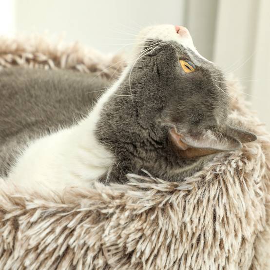 Arbre à chat bois peluche pour intérieur poteau à gratter épais 87cm marron - ComfortXL Outdoor Living - Image 10