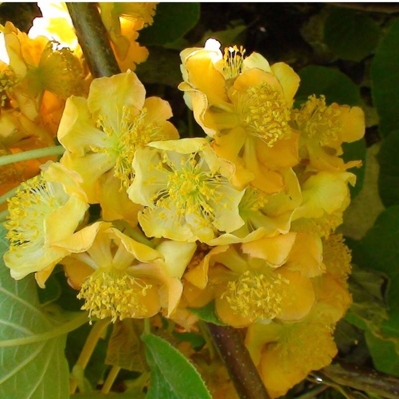 Kiwi Tomuri (Mâle) à fleurs Blanche - feuillage Caduc - Pot de 3L - Echelle bambou 60/120 cm- hauteur à maturité De 3,00 m à 5,00 m - Image 1