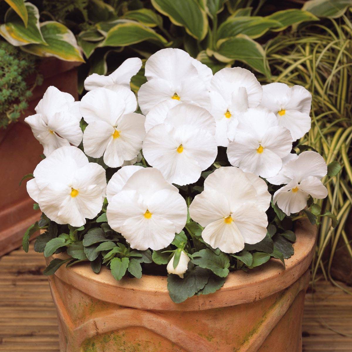 Promesse de Fleurs - Pensée Matrix White  Mini-motte Ø 1,5/2,5 cm, Plant vert de 3 à 5 cm de haut environ (par 5)