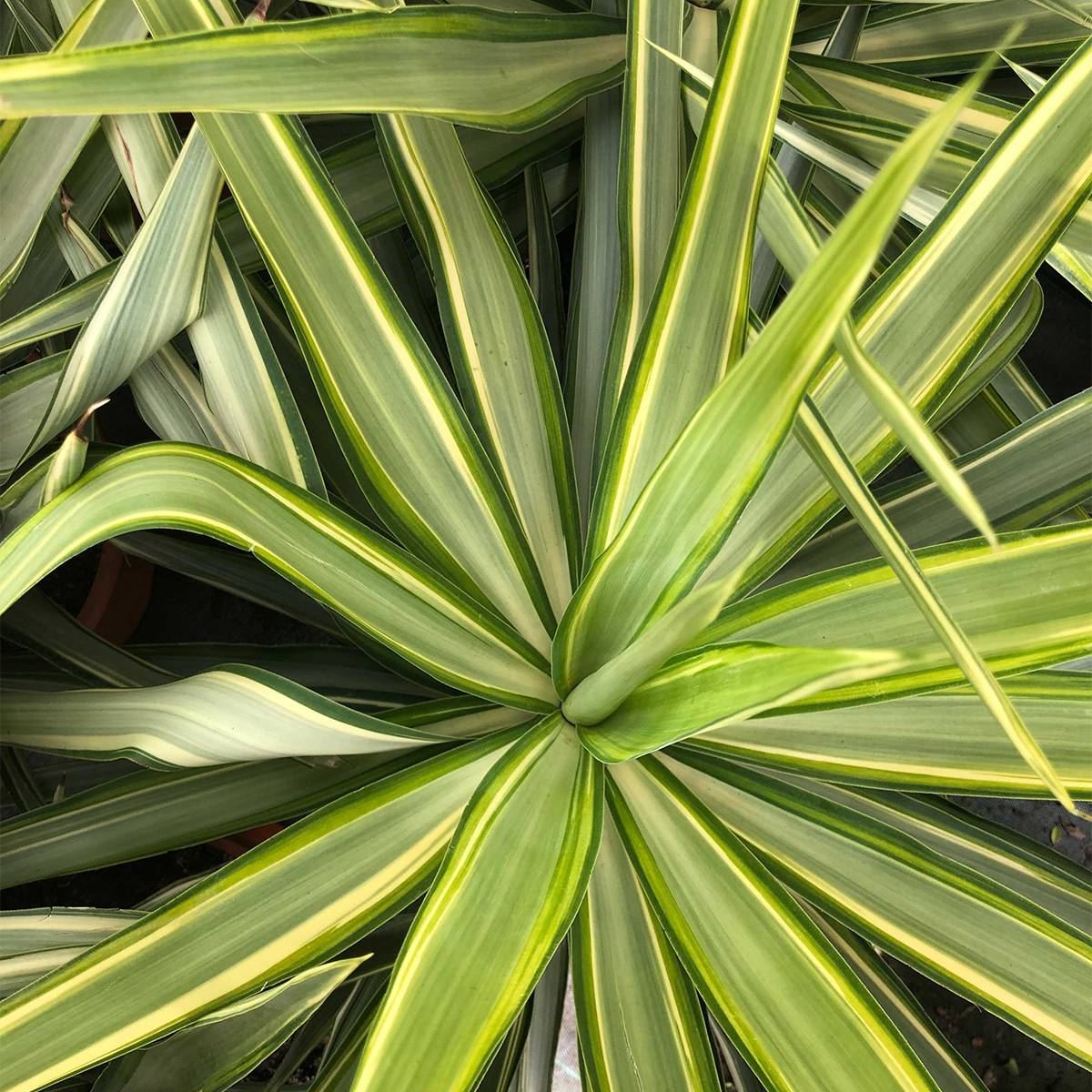 Yucca elephantipes Jewel - Yucca pied d'éléphant panaché Pot de 7,5L/10L - Image 1