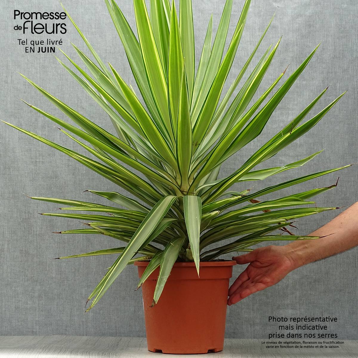 Yucca elephantipes Jewel - Yucca pied d'éléphant panaché Pot de 7,5L/10L - Image 2