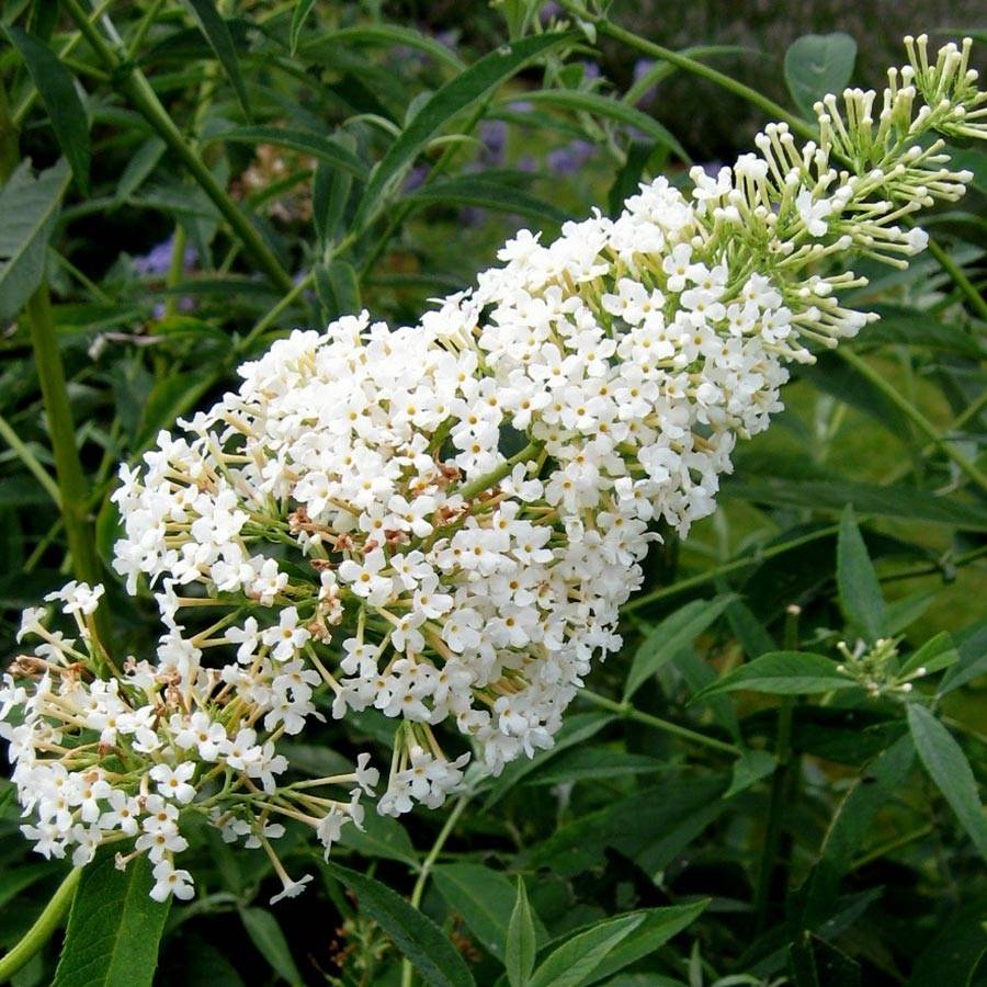 Buddleia davidii Nanho White - Arbre aux papillons nain Pot de 2L/3L - Image 1