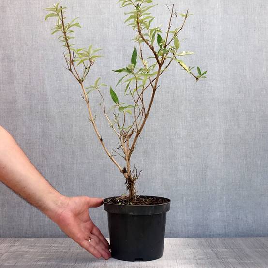 Buddleia davidii Nanho White - Arbre aux papillons nain Pot de 2L/3L - Image 2